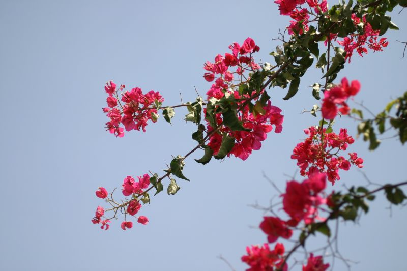 Pink flowers bloom vibrantly against a clear blue sky, creating a striking contrast in colors.