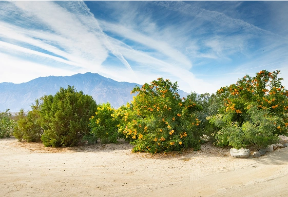 Desert gardens and mountain views surrounding the peaceful location of We Care Spa