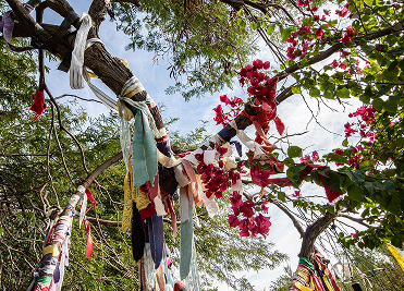 Colorful prayer ties hanging from a tree during a Medicine Wheel ceremony at We Care Spa.